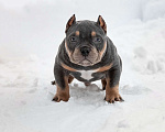Собаки в Москве: Щенок американского булли покет Мальчик, 170 руб. - фото 1