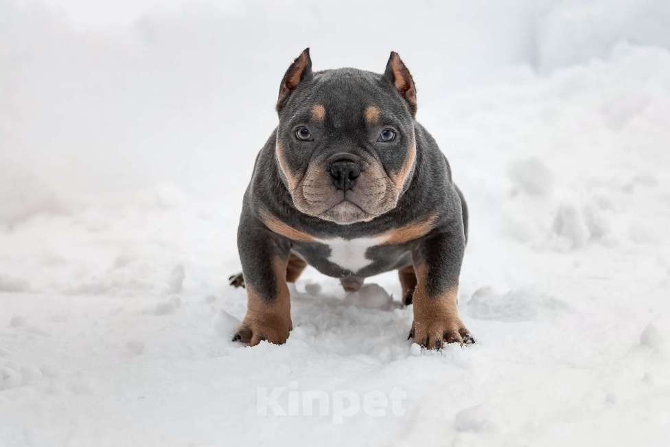 Собаки в Москве: Щенок американского булли покет Мальчик, 170 руб. - фото 1