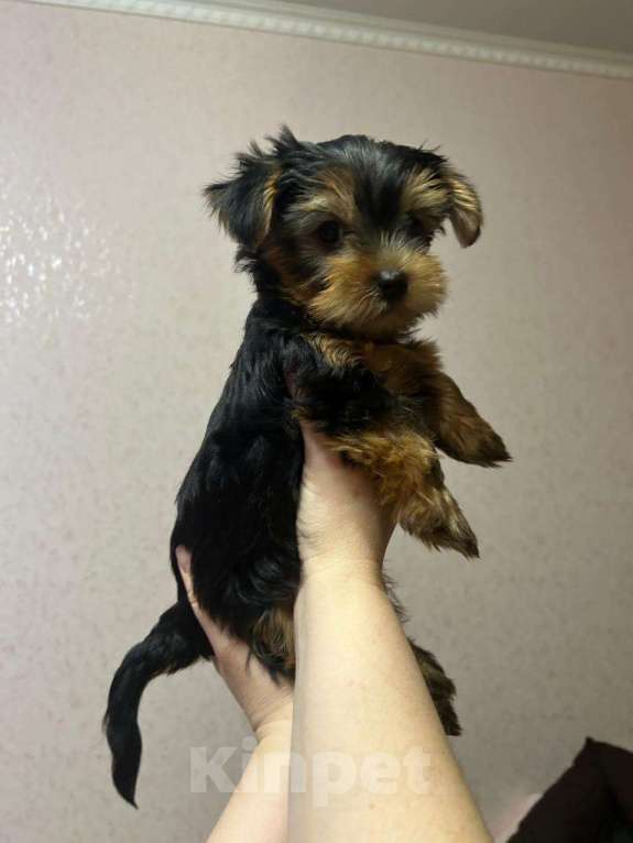 Собаки в Нововоронеже: Медвежонок  Мальчик, 25 000 руб. - фото 5