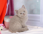 Кошки в Мурином: Британская кошечка окрас лиловый черепаховый Девочка, 30 000 руб. - фото 10