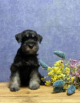 Цвергшнауцер черное серебро