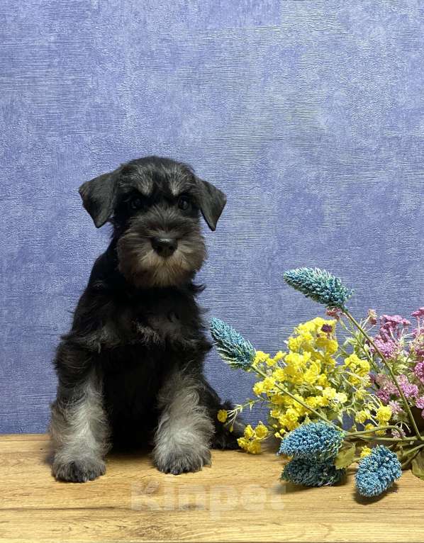 Собаки в Ярославле: Цвергшнауцер черное серебро Девочка, Бесплатно - фото 1