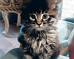 Кошки в Шатуре: Мей-кун котенок Девочка, 10 000 руб. - фото 4
