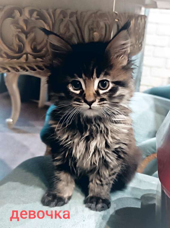 Кошки в Шатуре: Мей-кун котенок Девочка, 10 000 руб. - фото 4