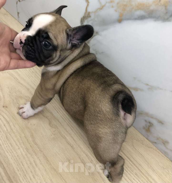 Собаки в Челябинске: Мальчик щенок французского бульдога  2 месяца Мальчик, 35 000 руб. - фото 3