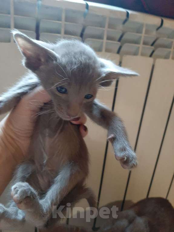 Кошки в других городах Московской области: Котики Мальчик, 25 000 руб. - фото 5