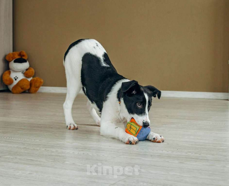 Собаки в Москве: Щенок в Москве бесплатно Девочка, Бесплатно - фото 8