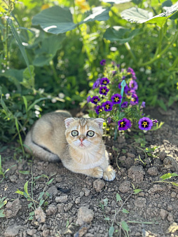 Объявление: Котик , Бесплатно, Москва