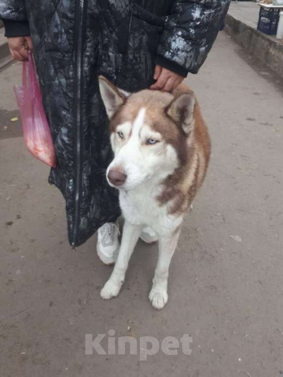 Собаки в Волгограде: Нашли сибирская хаски .  г Волгоград Держинский район.  Мальчик, Бесплатно - фото 9