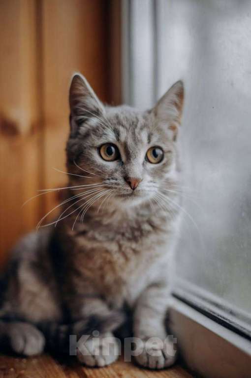 Кошки в Видном: Котёнок в добрые руки Девочка, Бесплатно - фото 7