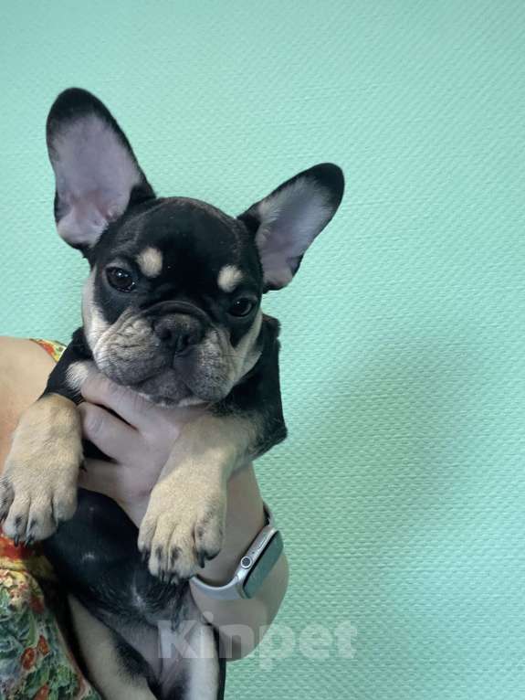 Собаки в других городах Ямало-Ненецкого автономного округа: Идеальный компаньон Девочка, Бесплатно - фото 4