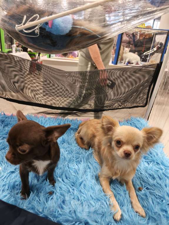 Собаки в других городах Московской области: Продам Чихуахуа 1 год Кобель Мальчик, 45 000 руб. - фото 9