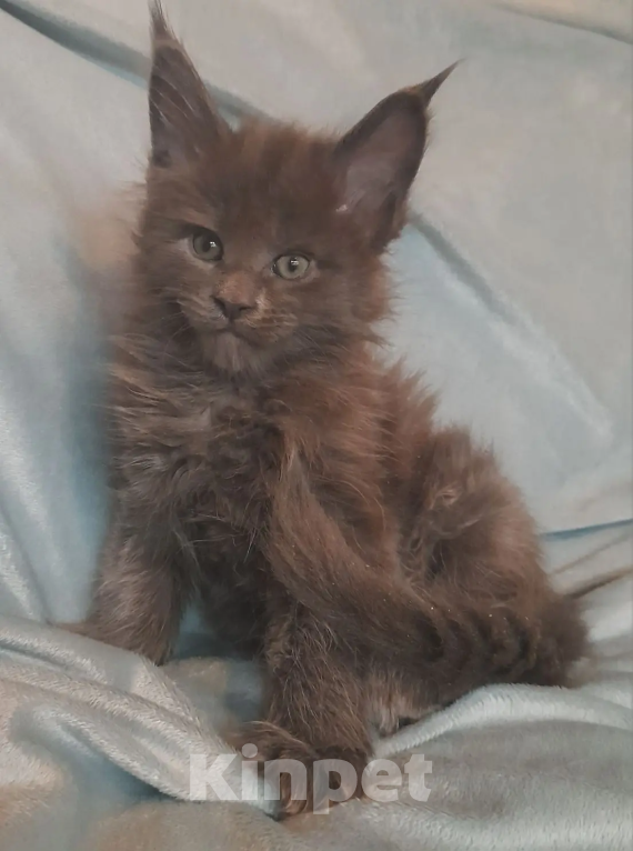 Кошки в Раменском: кошечка мэйн-кун Девочка, 30 000 руб. - фото 1