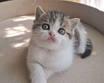 Кошки в Ярославле: Шотландская короткошерстная девочка. Девочка, 30 000 руб. - фото 1