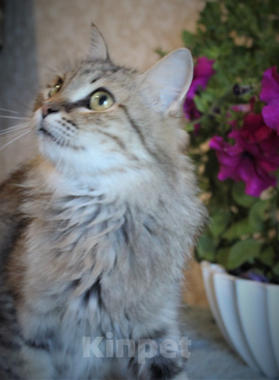 Кошки в Бору: Котята в добрые руки Девочка, 100 руб. - фото 3