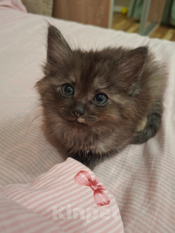Кошки в Москве: Котенок-девочка 1,5 месяца Девочка, Бесплатно - фото 6