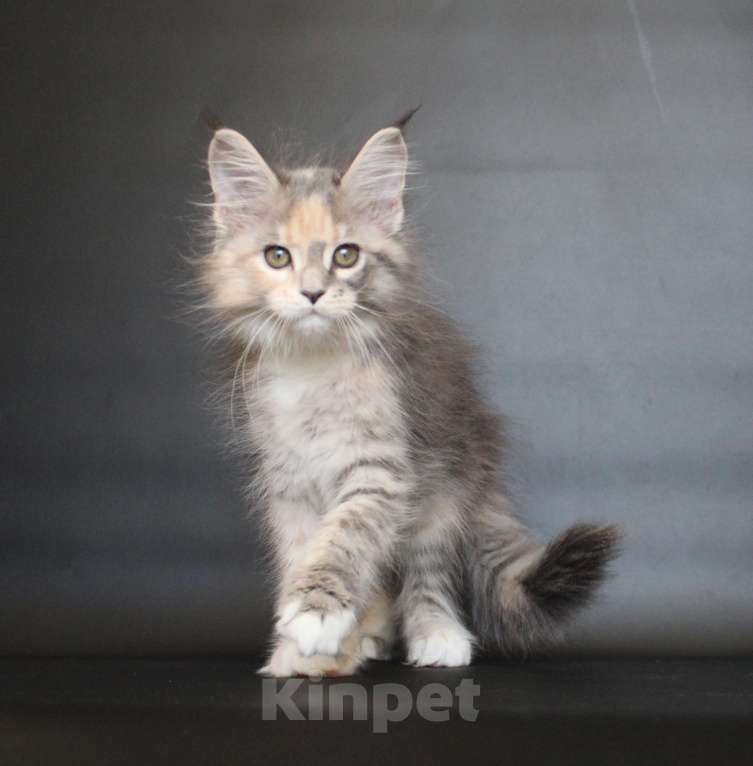 Кошки в Екатеринбурге: Дарьяна девочка Девочка, 35 000 руб. - фото 2