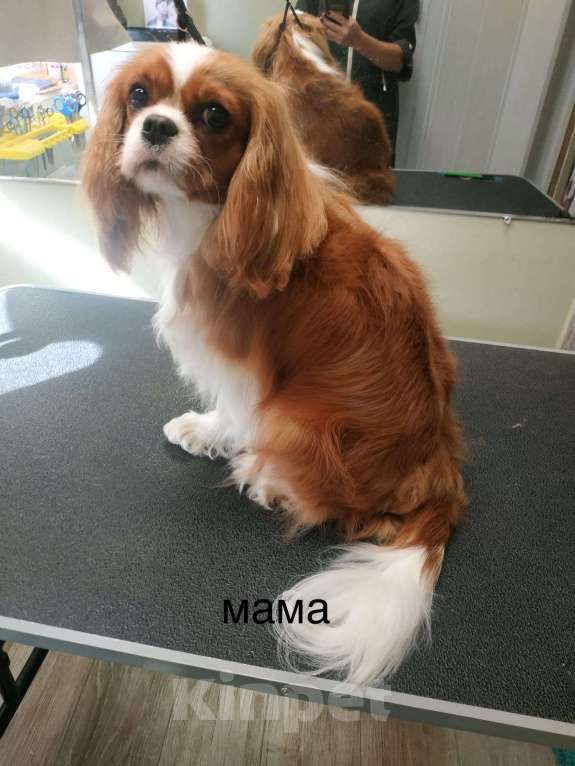 Собаки в других городах Московской области: Кавалер Кинг Чарльз Спаниель Мальчик, Бесплатно - фото 10