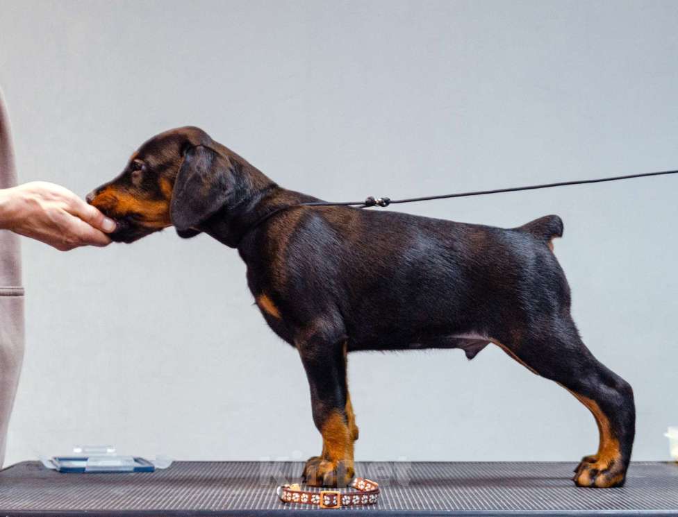 Собаки в Москве: Щенки добермана Мальчик, Бесплатно - фото 5