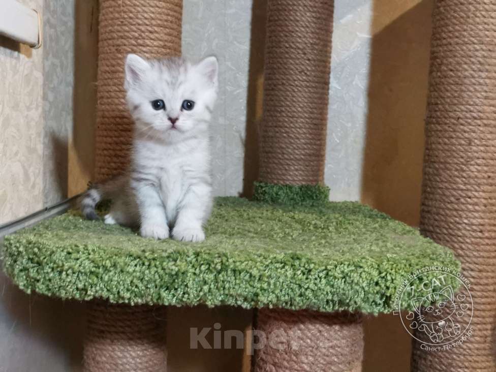 Кошки в Санкт-Петербурге: Британская серебристая шиншилла NS 24 Девочка, 30 000 руб. - фото 5
