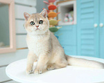 Кошки в Владивостоке: Британский голубой золотистый котенок Мальчик, 70 000 руб. - фото 3