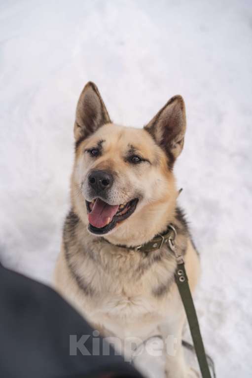 Собаки в Королеве: Норд мечтает стать верным другом для человека! Мальчик, Бесплатно - фото 5