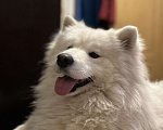 Собаки в Саратове: Пропала девочка самоед Девочка, 1 000 руб. - фото 2