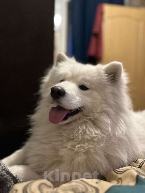 Собаки в Саратове: Пропала девочка самоед Девочка, 1 000 руб. - фото 2