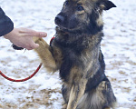 Собаки в Москве: Макс. Собака-суетолог Мальчик, Бесплатно - фото 3