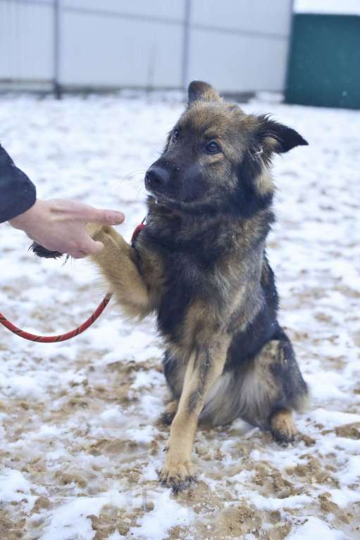 Собаки в Москве: Макс. Собака-суетолог Мальчик, Бесплатно - фото 3