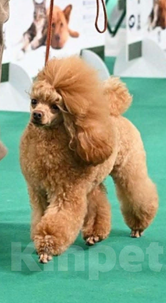 Собаки в Москве: Миниатюрный пудель щенок Мальчик, 100 000 руб. - фото 4