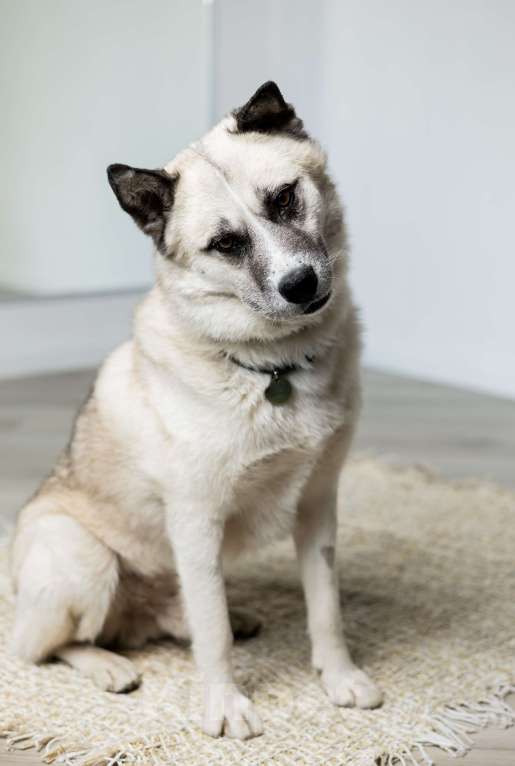 Собаки в Москве: Бинго Мальчик, Бесплатно - фото 9