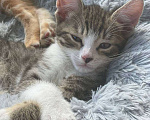Кошки в Видном: Отдам в руки чудесных котят от домашней кошечки! Мальчик, 1 руб. - фото 1