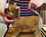 Собаки в Москве: суперский яркий чихуахуа дш Мальчик, 45 000 руб. - фото 3