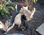 Кошки в Батайске: Котята ищут добрых хозяев Мальчик, 10 руб. - фото 3