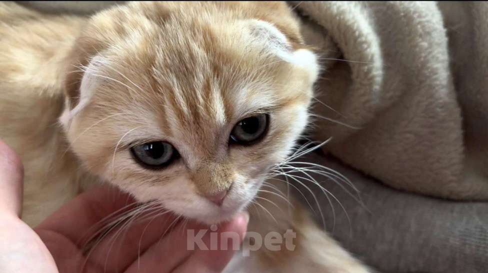 Кошки в Москве: Шотландский вислоухий котёнок  Девочка, 15 000 руб. - фото 5