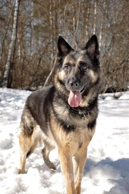 Собаки в Ногинске: Рокси попала в приют после смерти хозяина Девочка, Бесплатно - фото 3