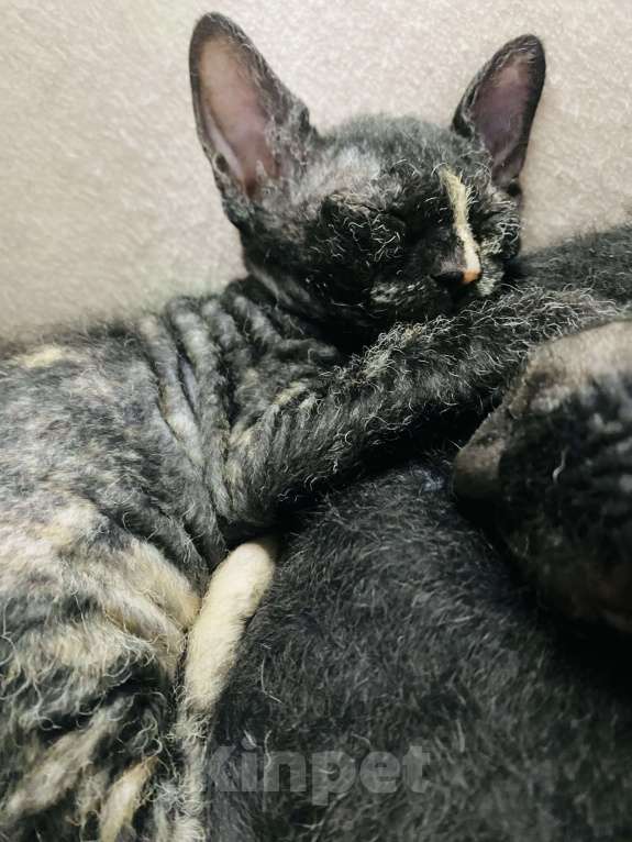 Кошки в Сочи: Котята Сфинкс Браш Девочка, 10 000 руб. - фото 2