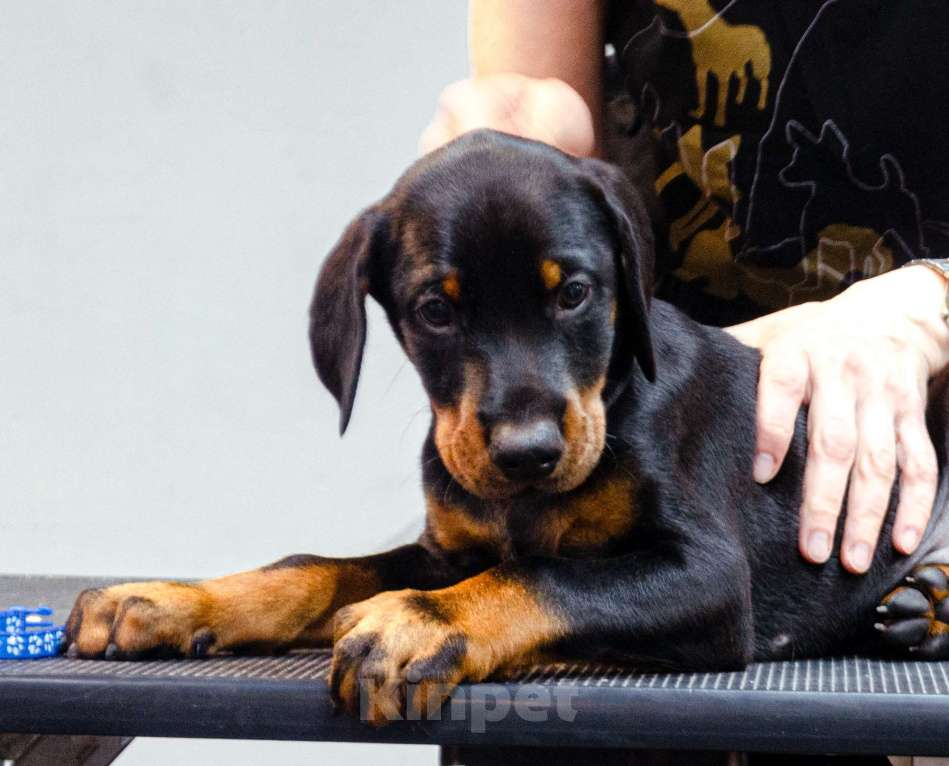 Собаки в Москве: Щенки добермана Мальчик, Бесплатно - фото 9