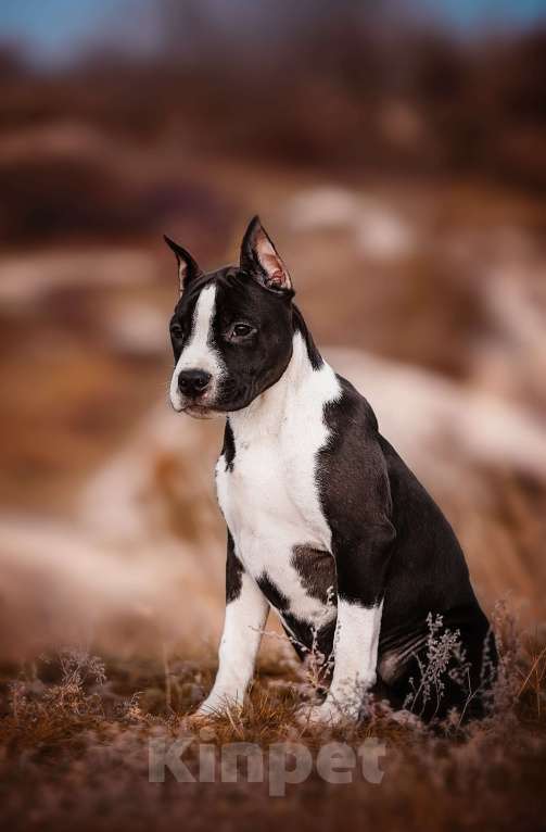 Собаки в Москве: Красивая девочка амстаффа  Девочка, 60 000 руб. - фото 4