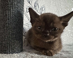 Кошки в Оренбурге: Бурманские котята Девочка, 35 000 руб. - фото 5