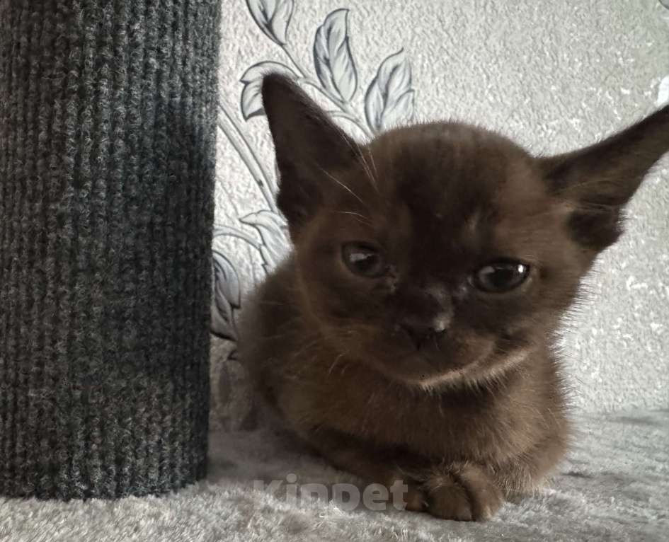 Кошки в Оренбурге: Бурманские котята Девочка, 35 000 руб. - фото 5