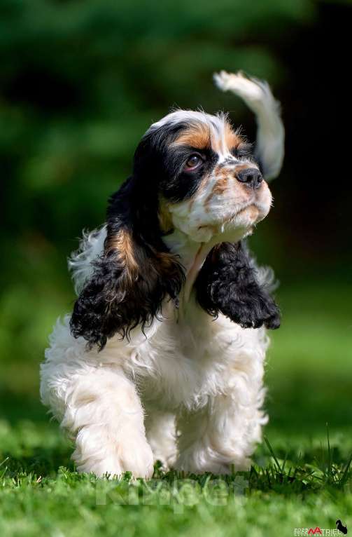 Собаки в Москве: Принц: будущий чемпион ринга и выставок  Мальчик, 120 000 руб. - фото 1