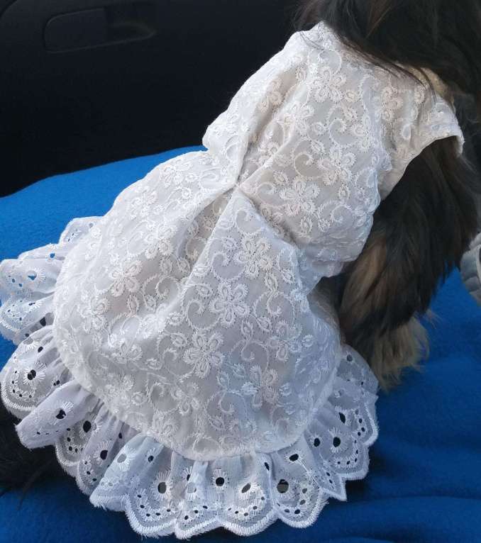 Собаки в Казани: Новое платье, 550 руб. - фото 1