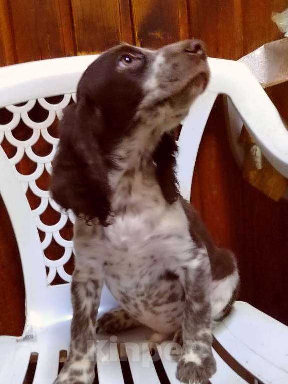 Собаки в Москве: Щенок русского охотничьего спаниеля Мальчик, 35 000 руб. - фото 3
