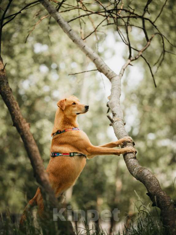 Собаки в Москве: Очень умный мальчик ищет семью. Банни из приюта в добрые руки Мальчик, Бесплатно - фото 3