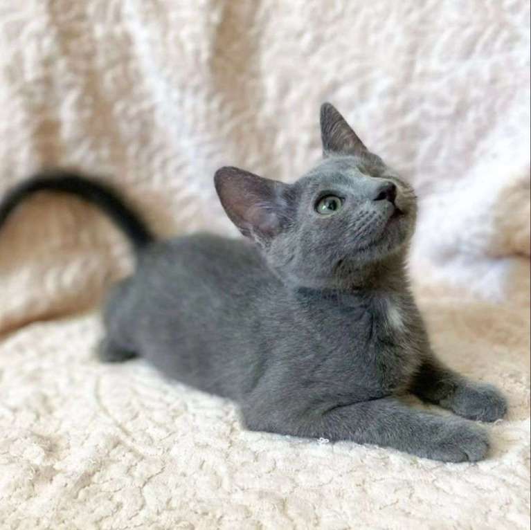 Кошки в Москве: Одноглазый котенок Каспер  Мальчик, Бесплатно - фото 3