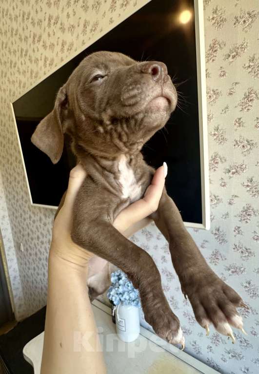 Собаки в других городах Ленинградской области: Щеночки питбуля  Девочка, 30 000 руб. - фото 6