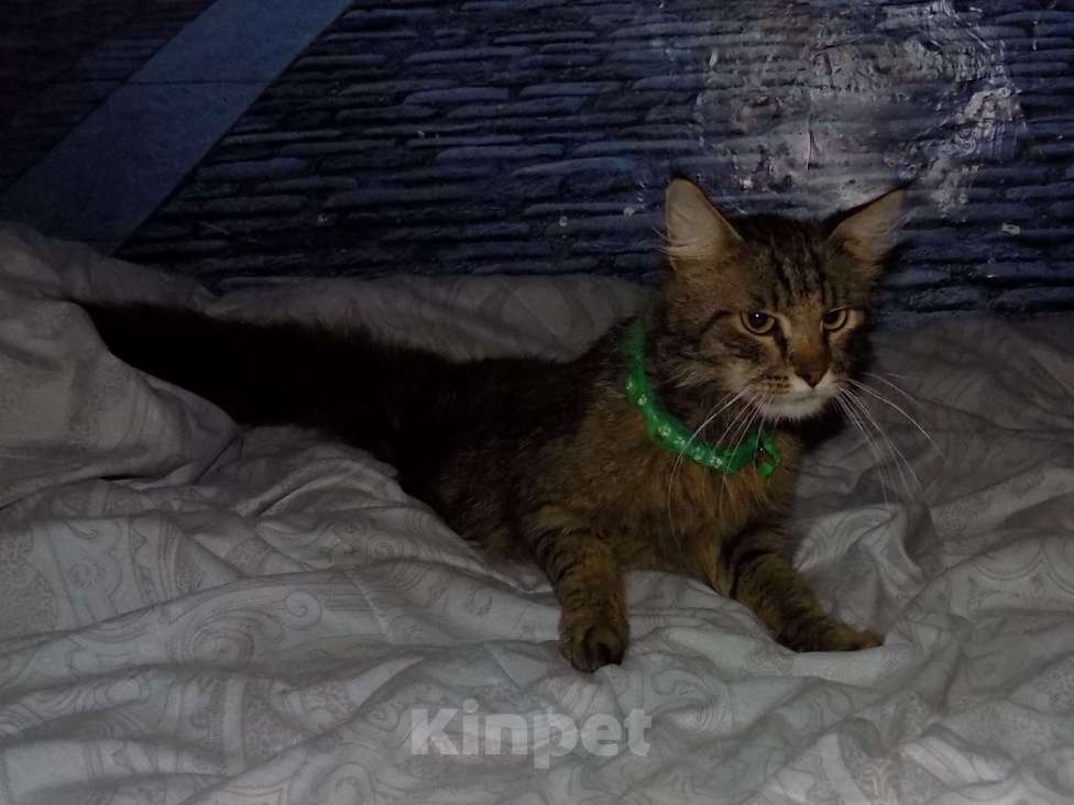 Кошки в Москве: Мейн кун, кот Мальчик, 15 000 руб. - фото 4