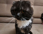 Кошки в Москве: Найден вислоухий кот Мальчик, Бесплатно - фото 1
